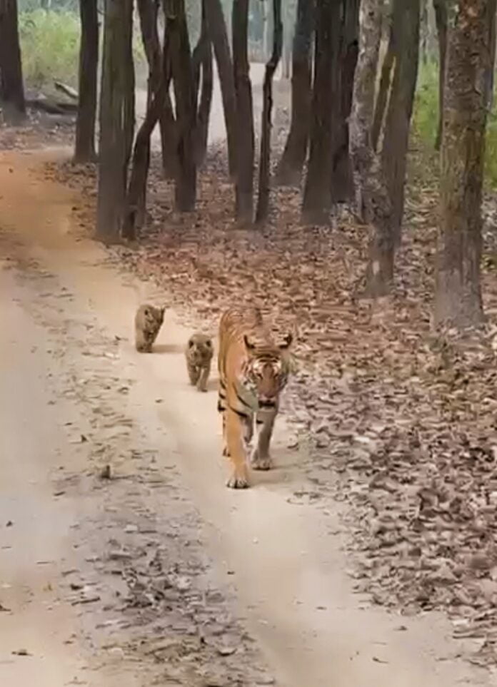 Tigress T-4 with cubs