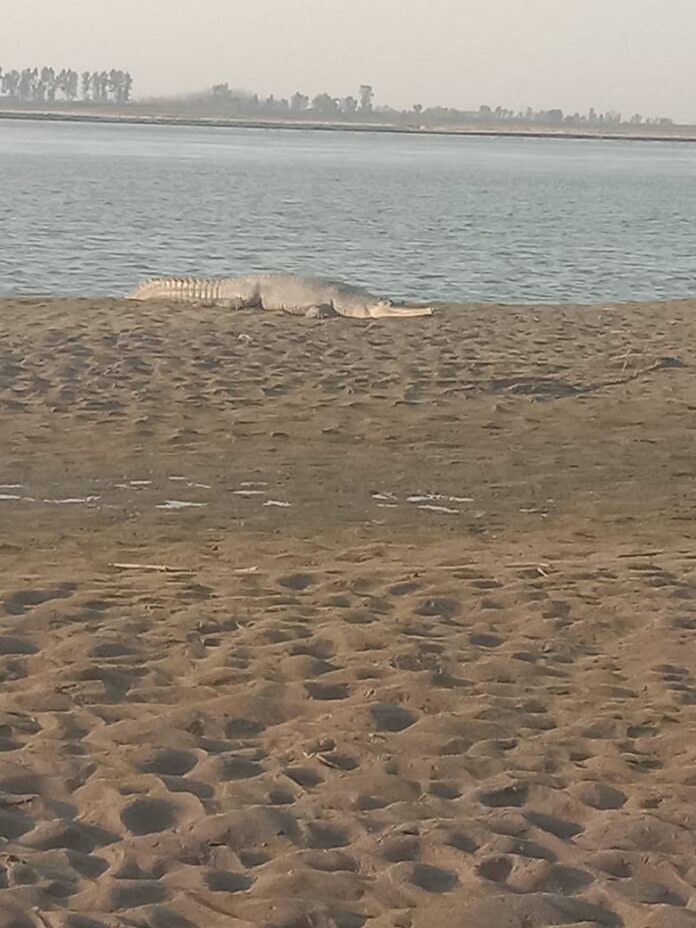 Gharial reached the bank of Brajghat Ganga