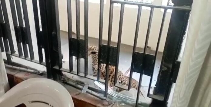 Leopard entered Ghaziabad court