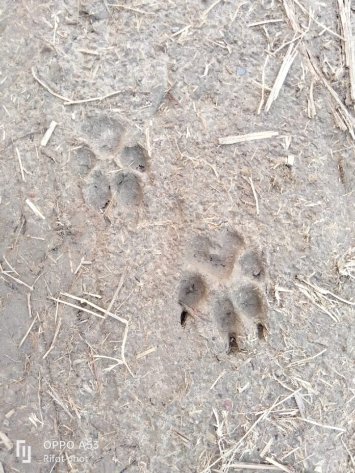 paw prints in the woods