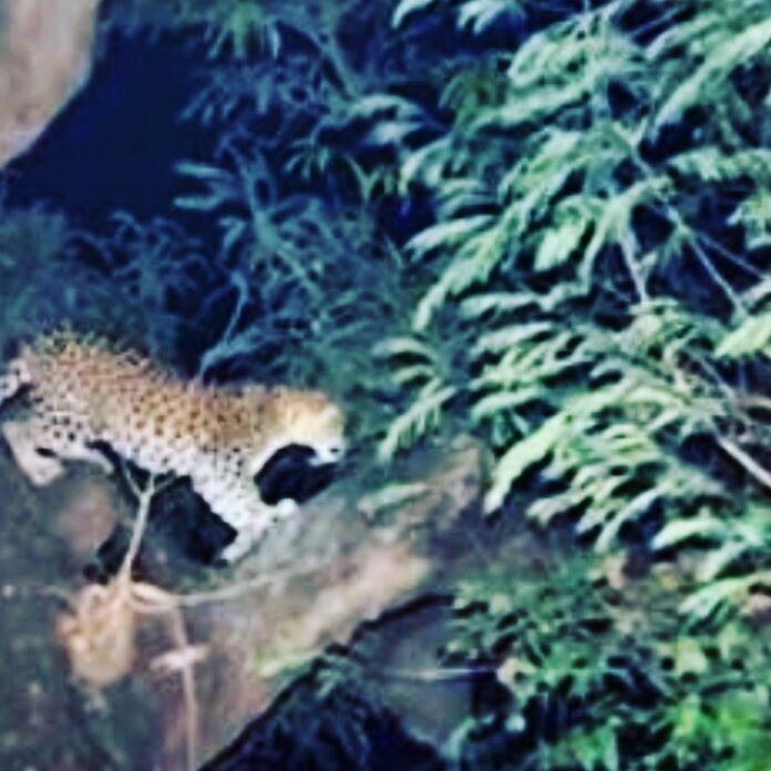 Leopard FILE PHOTO