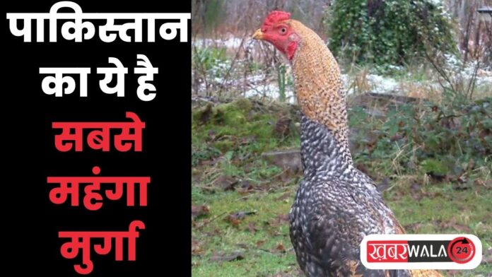 Shamo Chicken Price