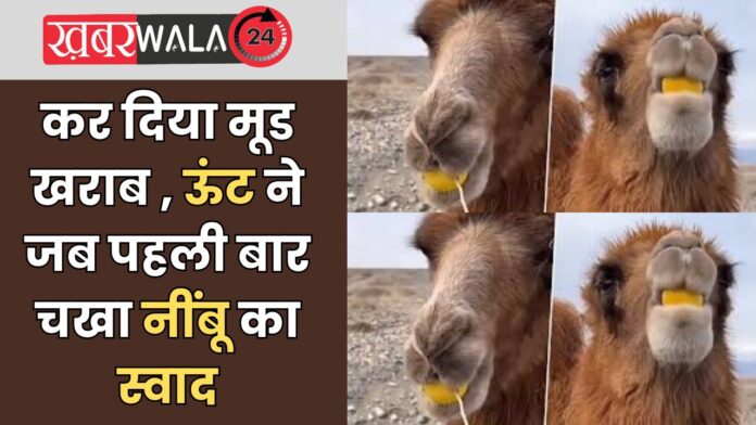 Viral Video Camel Tasting Lemon