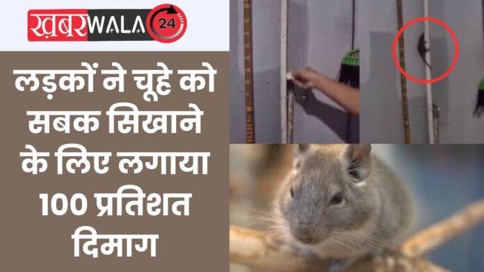 Funny Rat Viral Video