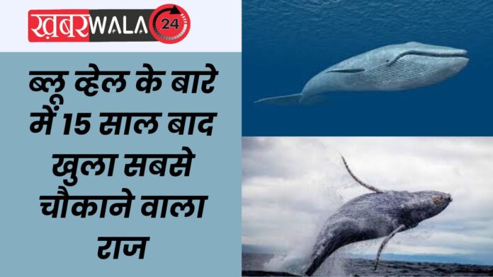 Research On Blue Whale