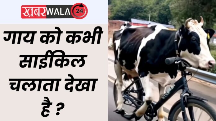 cow Viral Video