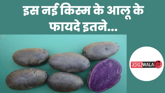 Kufri Jamuniya Potato Benefits