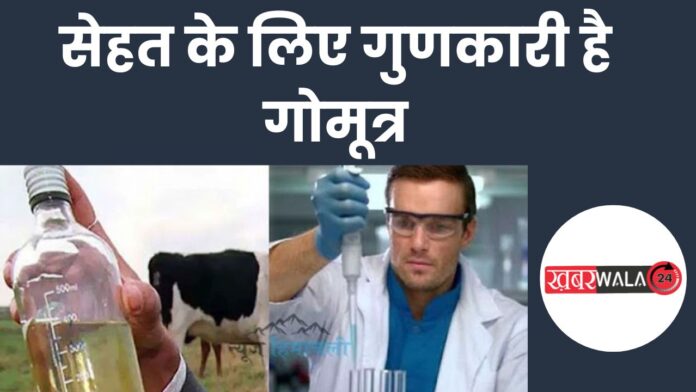 Scientists Medicine Cow Urine