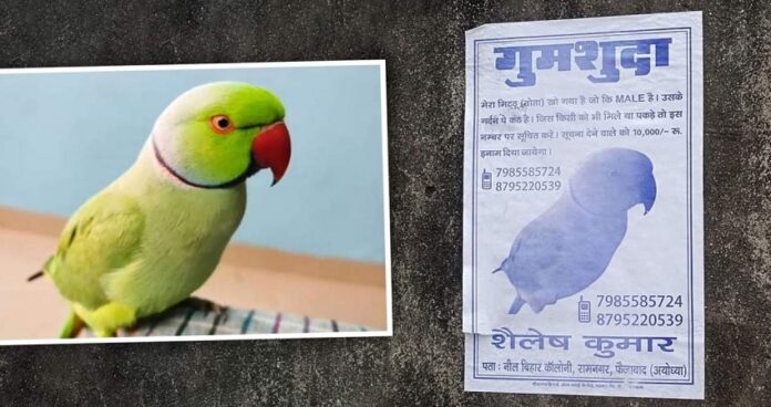 parrot missing