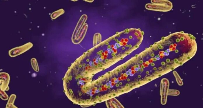 Marburg Disease