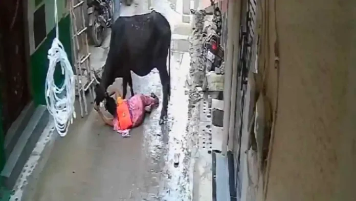 Bull Attack Viral Video