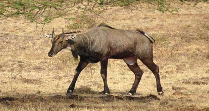 Crop Protection From Nilgai