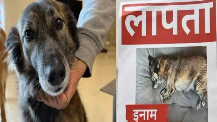 Dog Missing Agra Hotel